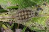 Adscita graeca: Larva (e.o. rearing, Greece, Samos Island, Karvouni, 1100m, oviposition late May 2014) [S]