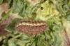 Jordanita hispanica: Larva (Spain, Teruel, Moscardon, late March / early April 2025) [M]