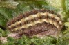 Jordanita hispanica: Larva (Spain, Teruel, Moscardon, late March / early April 2025) [M]