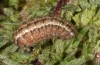 Jordanita hispanica: Larva (Spain, Teruel, Moscardon, late March / early April 2025) [M]