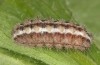 Jordanita hispanica: Larva (Spain, Teruel, Moscardon, late March / early April 2025) [S]