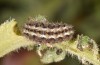 Jordanita hispanica: Larva (Spain, Teruel, Moscardon, late March / early April 2025) [M]