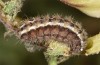 Jordanita hispanica: Larva (Spain, Teruel, Moscardon, late March / early April 2025) [M]
