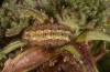 Jordanita hispanica: Larva (Spain, Teruel, Moscardon, late March / early April 2025) [M]
