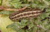 Jordanita hispanica: Larva (Spain, Teruel, Moscardon, late March / early April 2025) [M]