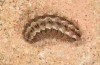 Jordanita hispanica: Larva (Spain, Teruel, Moscardon, late March / early April 2025) [S]
