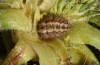 Jordanita hispanica: Larva (Spain, Teruel, Moscardon, late March / early April 2025) [N]