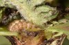 Jordanita hispanica: Larva (Spain, Teruel, Moscardon, late March / early April 2025) [S]