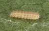 Jordanita hispanica: L2 larva (e.l. breeding, F1, Spain, Teruel, Moscardon, larvae found in late March 2025) [S]