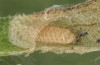 Jordanita hispanica: L2 larva (e.l. breeding, F1, Spain, Teruel, Moscardon, larvae found in late March 2025) [S]