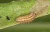 Jordanita hispanica: L3 larva (e.l. breeding, F1, Spain, Teruel, Moscardon, larvae found in late March 2025) [S]
