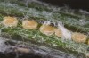 Jordanita hispanica: Eggs (e.l. rearing, Spain, Teruel, Moscardon, larvae found in late March 2025) [S]