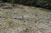 Jordanita hispanica: Larvalhabitat exakt ein Jahr vor den Raupenfunden am 07.04.2024. An diesem Tag im April 2023 wurden an denselben Pflanzen Raupen von J. budensis gefunden (Teruel, Moscardon, Anfang April 2023) [N]