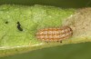 Jordanita hispanica: L3 larva (e.l. breeding, F1, Spain, Teruel, Moscardon, larvae found in late March 2025) [S]