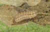 Jordanita hispanica: L4 larva (e.l. breeding, F1, Spain, Teruel, Moscardon, larvae found in late March 2025) [S]