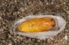 Jordanita hispanica: Pupa (e.l. rearing, Spain, Teruel, Moscardon, larvae found in late March 2025) [S]