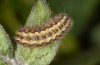 Jordanita hispanica: Raupe (Teruel, Moscardon, Anfang April 2024) [S]