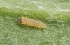 Jordanita hispanica: L1 larva (e.l. breeding, F1, Spain, Teruel, Moscardon, larvae found in late March 2025) [S]