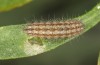 Jordanita hispanica: Half-grown larva (e.l. breeding, F1, Spain, Teruel, Moscardon, larvae found in late March 2025) [S]