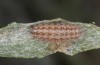 Jordanita hispanica: Half-grown larva (e.l. breeding, F1, Spain, Teruel, Moscardon, larvae found in late March 2025) [S]