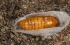 Jordanita hispanica: Pupa (e.l. rearing, Spain, Teruel, Moscardon, larvae found in late March 2025) [S]