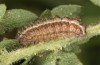 Jordanita hispanica: Raupe (Teruel, Moscardon, Anfang April 2024) [S]