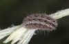Jordanita hispanica: Half-grown larva (e.l. breeding, F1, Spain, Teruel, Moscardon, larvae found in late March 2025) [S]