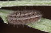 Jordanita hispanica: Half-grown larva (e.l. breeding, F1, Spain, Teruel, Moscardon, larvae found in late March 2025) [S]