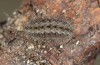 Jordanita hispanica: Half-grown larva in estivation dormance (e.l. breeding, F1, Spain, Teruel, Moscardon, larvae found in late March 2025) [S]