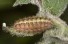 Jordanita hispanica: Raupe (Teruel, Moscardon, Anfang April 2024) [M]