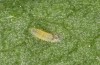 Jordanita hispanica: L1 larva (e.l. breeding, F1, Spain, Teruel, Moscardon, larvae found in late March 2025) [S]