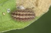 Jordanita hispanica: Half-grown larva in autumn (e.l. breeding, F1, Spain, Teruel, Moscardon, larvae found in late March 2025) [S]