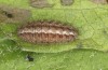 Jordanita hispanica: Half-grown larva in autumn (e.l. breeding, F1, Spain, Teruel, Moscardon, larvae found in late March 2025) [S]
