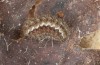 Jordanita hispanica: Larva in penultimate instar in hibernation (e.l. breeding, F1, Spain, Teruel, Moscardon, larvae found in late March 2025) [S]