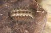 Jordanita hispanica: Larva in penultimate instar in hibernation (e.l. breeding, F1, Spain, Teruel, Moscardon, larvae found in late March 2025) [S]