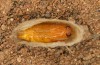 Jordanita hispanica: Pupa (e.l. rearing, Spain, Teruel, Moscardon, larvae found in late March 2025) [S]