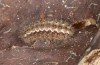 Jordanita hispanica: Larva in penultimate instar in hibernation (e.l. breeding, F1, Spain, Teruel, Moscardon, larvae found in late March 2025) [S]