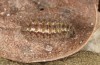 Jordanita hispanica: Larva in penultimate instar in hibernation (e.l. breeding, F1, Spain, Teruel, Moscardon, larvae found in late March 2025) [S]