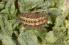 Jordanita hispanica: Larva (Spain, Teruel, Moscardon, late March / early April 2025) [M]