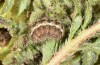Jordanita hispanica: Larva (Spain, Teruel, Moscardon, late March / early April 2025) [M]