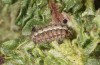 Jordanita hispanica: Larva (Spain, Teruel, Moscardon, late March / early April 2025) [M]