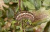 Jordanita hispanica: Larva (Spain, Teruel, Moscardon, late March / early April 2025) [M]
