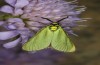 Zygaenidae