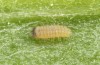 Jordanita hispanica: L1 larva (e.l. breeding, F1, Spain, Teruel, Moscardon, larvae found in late March 2025) [S]