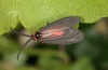 Aglaope infausta: Male (e.l. Alpes-Maritimes 2012) [S]