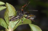 Aglaope infausta: Larva as victim of a Reduviidae (Alpes-Maritimes, April 2012) [N]