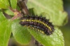 Aglaope infausta: Larva (Alpes-Maritimes 2012) [N]