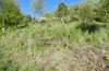 Adscita jordani: Habitat mit Rumex acetosella agg. (Zentralspanien, Avila, Sierra de Gredos, Cuevas del Valle, Ende April 2024) [N]