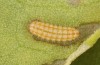 Adscita jordani: L2-Raupe (e.o. Zentralspanien, Avila, Sierra de Gredos, Cuevas del Valle, Eiablage Ende April / Anfang Mai 2024) [S]