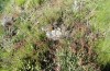 Adscita jordani: Habitat mit Rumex acetosella agg. (Zentralspanien, Avila, Sierra de Gredos, Cuevas del Valle, Ende April 2024) [N]